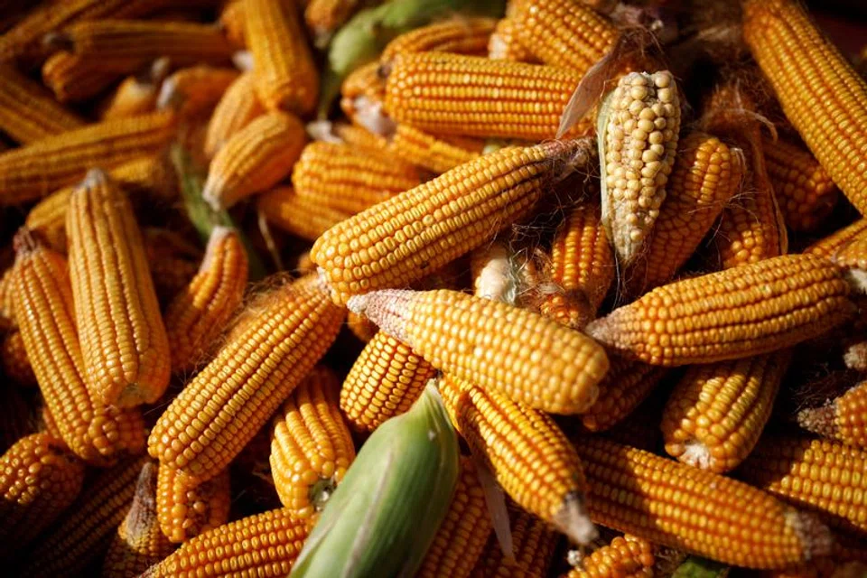 China is taking steps to accelerate imports of Brazilian corn, diversifying supply at a time when the war in Ukraine has disrupted trade and tensions with the US are high.