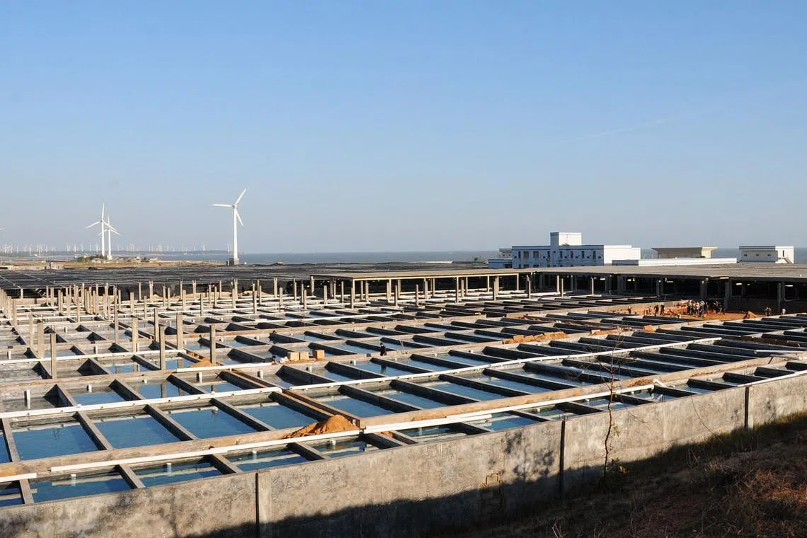 Oceanus sets up unit to start warehouse service, distribution of frozen food