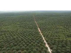 Bumitama Agri says its year-to-date performance gap is narrowing from its previous year's record high. 