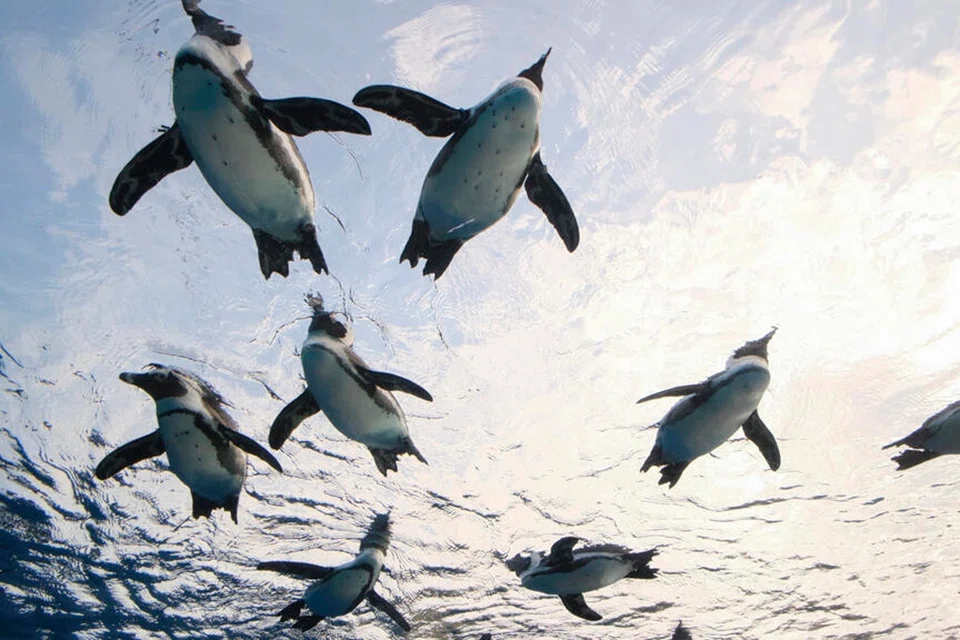 Picky penguins at a Japanese aquarium have been turning their beaks and noses up at new cheaper bites. 
