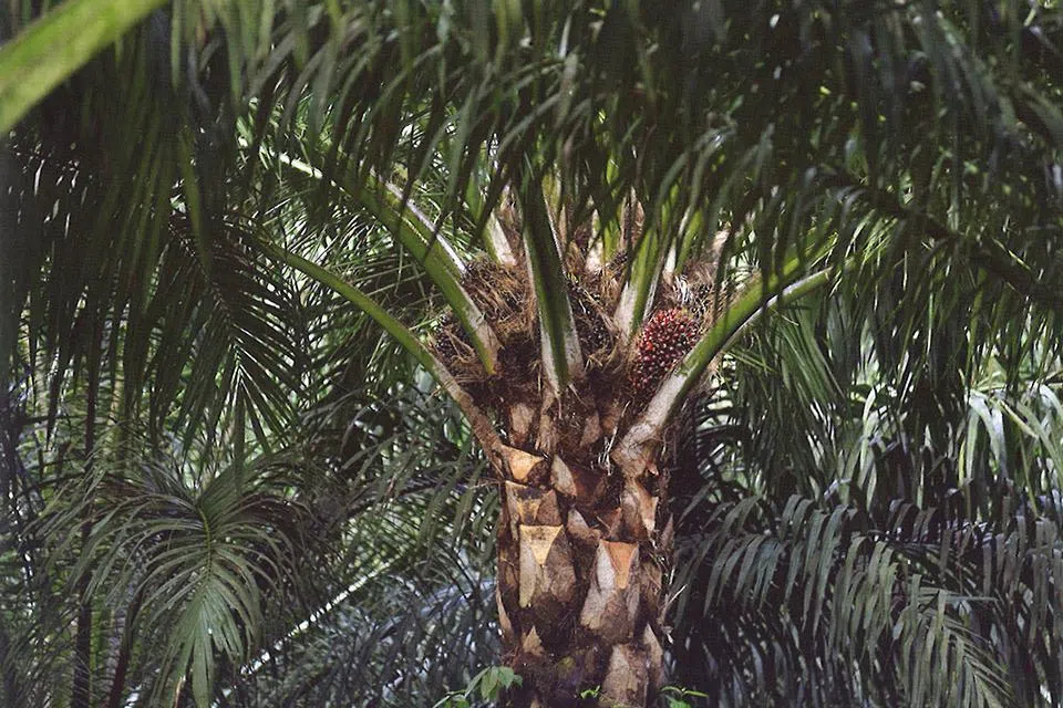 GAR says the upstream segment contributed to earnings growth.