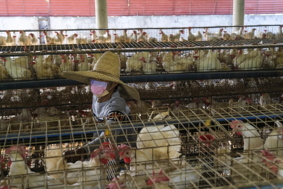 A worker inside a poultry farm in Batangas City, Philippines.