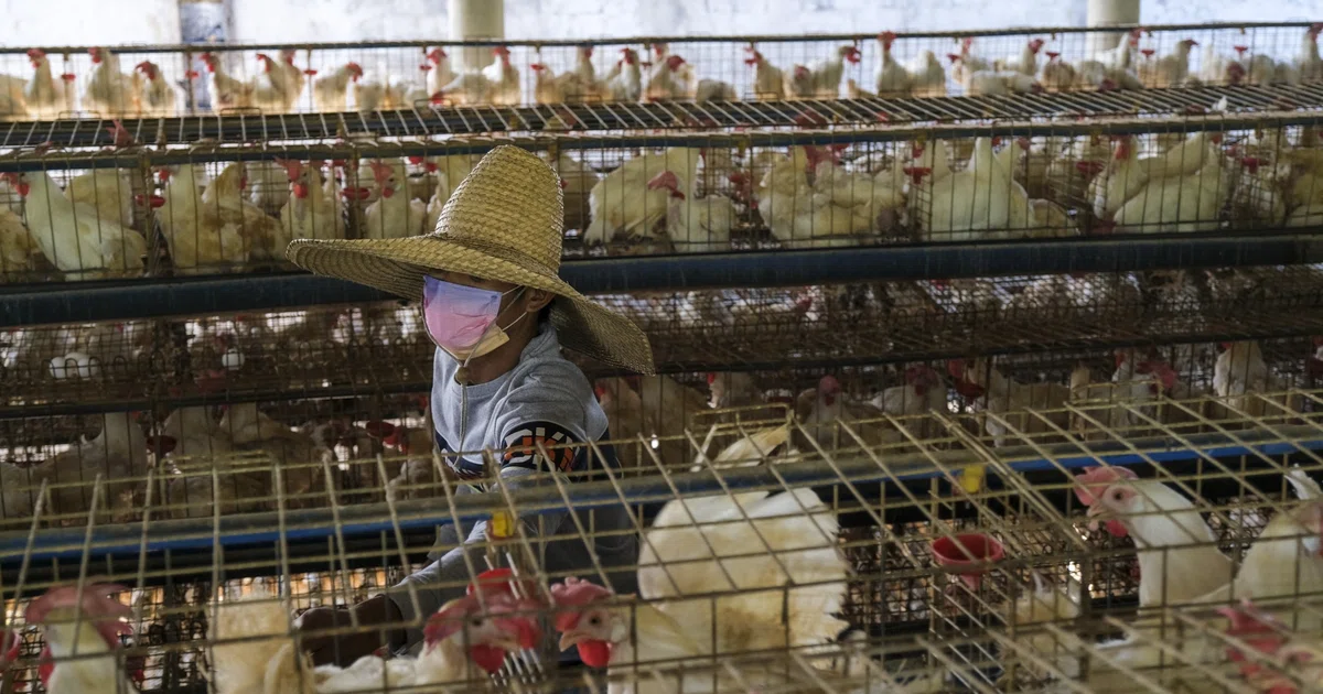 Philippine chicken output set to decline as cost of feed rises - The ...