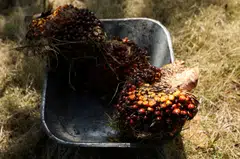 Last year, the largest economy in South-east Asia produced 47 million tonnes of palm oil and exported over 58 per cent of its production, valued at US$30 billion, according to Statistics Indonesia.