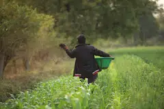 Farmers using biochar for their farms. The project sources cotton stalks from smallholder farms in Maharashtra, India, for use as feedstock for biochar production.