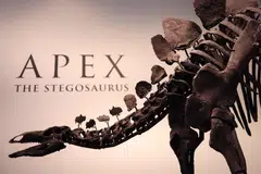 Estimated to be 150 million years old, Apex is said to be “among the most complete skeletons ever found,” according to the auction house.