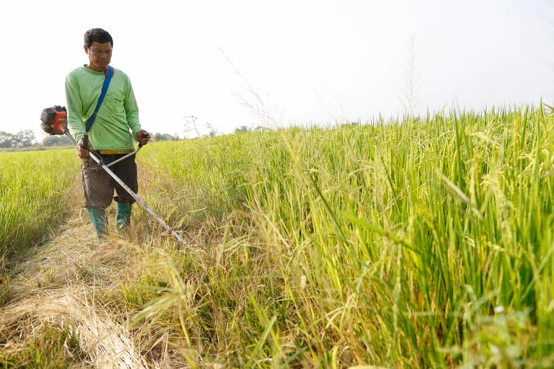 Some farmers in Thailand have suspended rice cultivation because their profits are not enough to cover the ballooning costs.