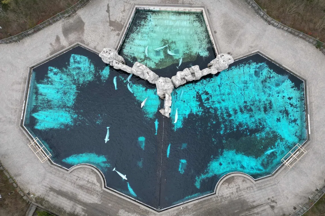 Marineland, like other similar parks, suffered falling revenues over broadening global resistance to attractions where captive mammals are trained to perform.