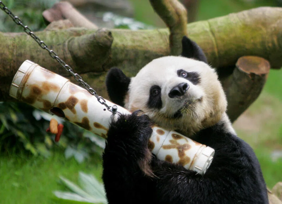 Born in the wild of mainland China’s Sichuan province, An An was 1 of a panda pair gifted to Hong Kong by Beijing to celebrate the second anniversary of the city’s handover from Britain in 1999. 