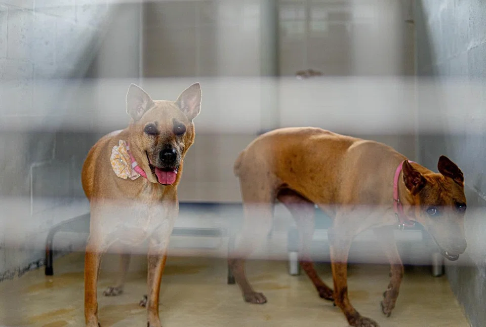 Two Singapore special rescues, Sandy (left) and Courtney, in their kennel at Causes for Animals Singapore. 