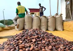 Chocolate companies have already warned margins could come under pressure in the second half of the year as they purchase beans at higher prices following this year’s rally.