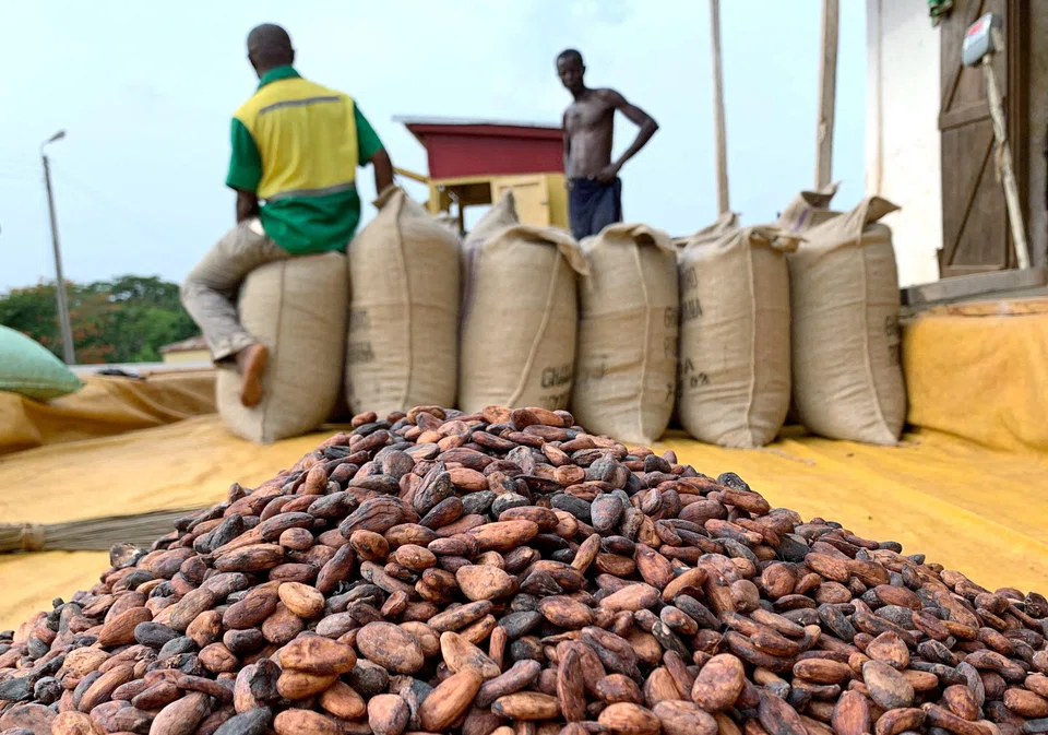 In the short term, cocoa prices may stabilise as the market adjusts to the recent volatility. However, the long-term outlook depends on addressing the issues of climate change and supply chain inefficiencies, and promoting sustainable production practices.