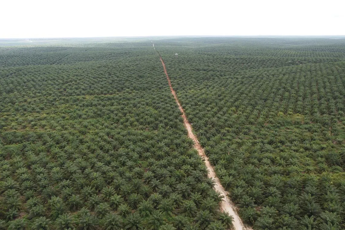 Improvement in revenue and net profit is due to higher average selling price of the group's palm products. 