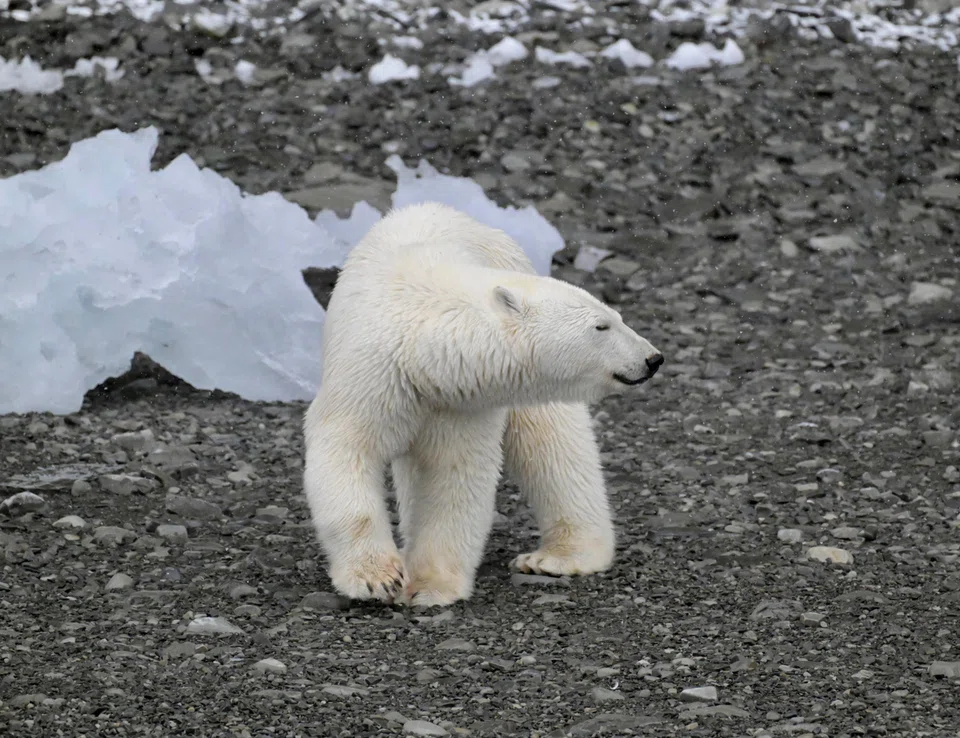 A polar bear at Prince Leopold Island.
