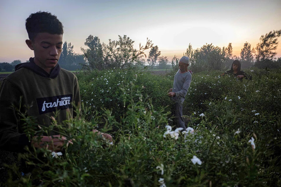With yields shrinking, some are leaving the jasmine trade entirely, and those that have stayed now work longer hours. More children are also being pulled in to help and often stay up all night to pick before going to school.