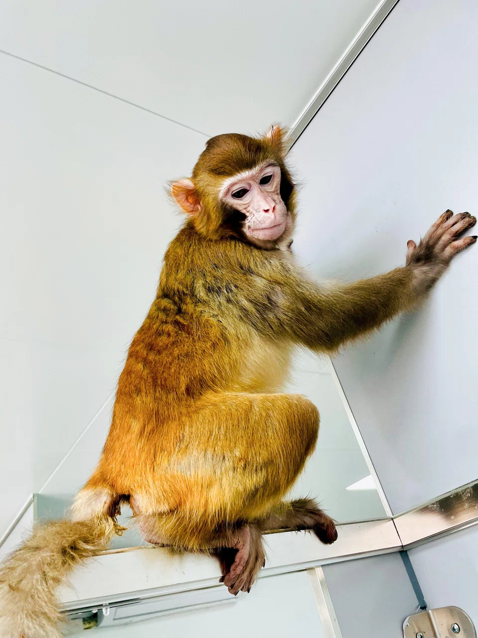 Primates have proved particularly difficult to clone, and the scientists overcame years of failure by replacing the cloned cells that would become the placenta with those from a normal embryo.