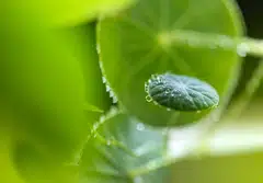 Asean governments are increasingly keen to penetrate the green tech market to attract capital, foster intellectual property development and create jobs within their countries.