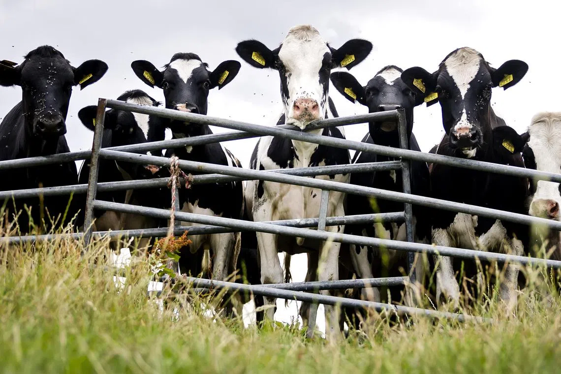 The world’s milk deficit will hit 30 million tonnes by 2030, the International Dairy Federation warned in April.