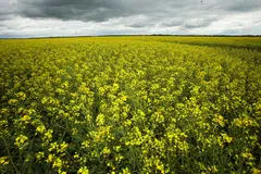 China has targeted Canada’s supply before, halting shipments of canola in 2019. 