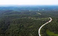 Indonesia launched an effort this year to improve governance of its forest and palm oil cultivation after facing criticism that the plantations are a major driver of deforestation.