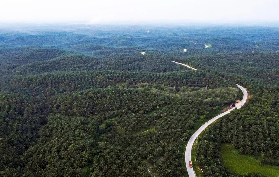 Indonesia launched an effort this year to improve governance of its forest and palm oil cultivation after facing criticism that the plantations are a major driver of deforestation.