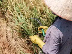 Around 90% of the rice Vietnam ships – mostly to the Philippines, but also to Africa and the US – comes from the Mekong.