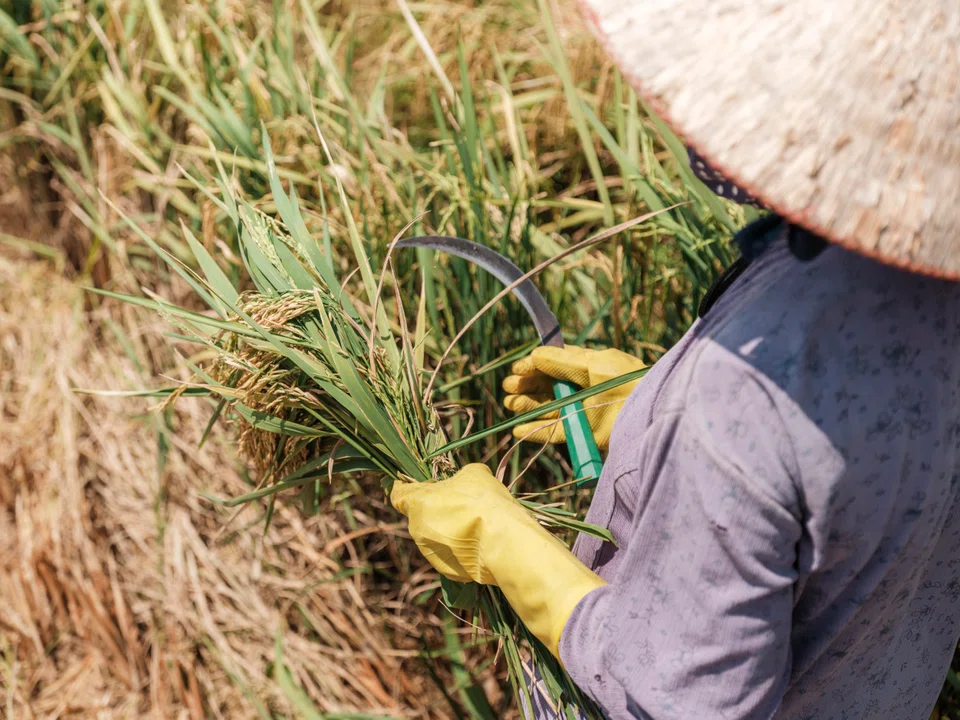 Around 90% of the rice Vietnam ships – mostly to the Philippines, but also to Africa and the US – comes from the Mekong.