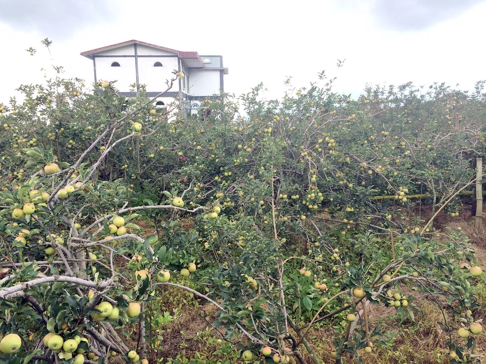 It is the start of the dry season in East Java province, but non-stop rains have caused havoc for thousands of apple growers again this year - upsetting the flowering season, damaging blossoms and shrinking harvests.