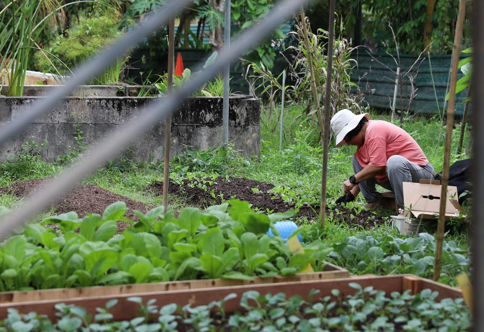 Crops grown in GUI's farm include vegetables such as kai lan and kang kong. No chemicals are used in the process.