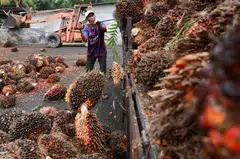 Malaysian palm oil production typically tapers off towards year-end following a strong September quarter. 