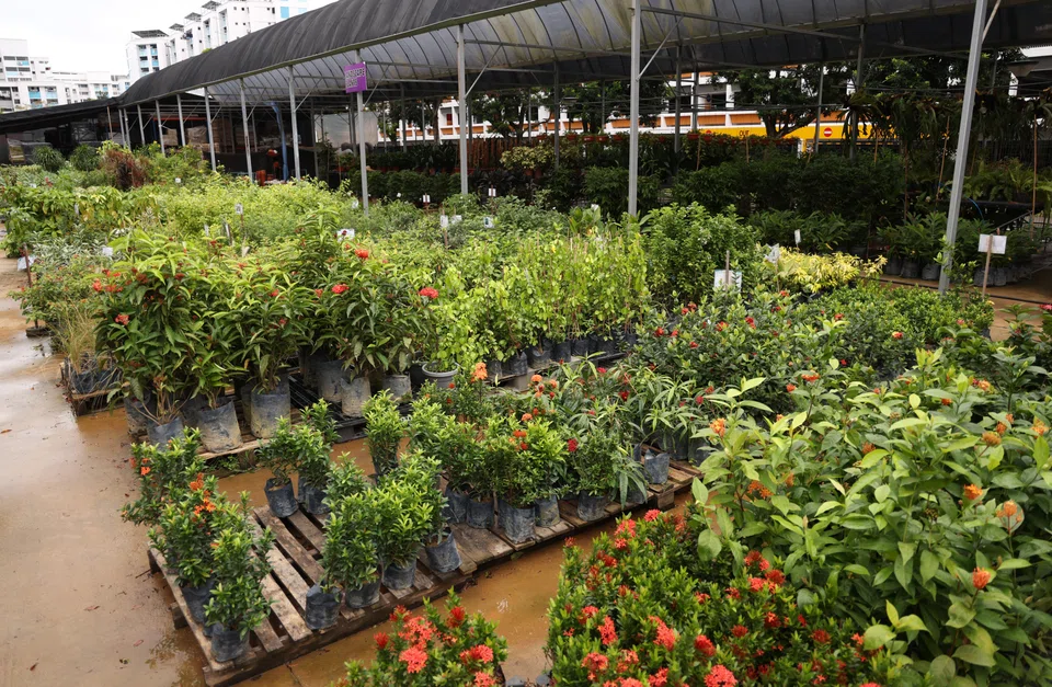 There are 30 accredited nurseries in Singapore and hundreds more plant shops across the island.