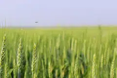 Chinese buyers have booked two cargoes of US wheat, the first such purchases since October last year.