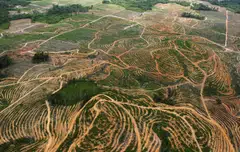 An aerial view of forest land being cleared in Indonesia's West Kalimantan. The new framework by TNFD paves the way for a new focus around creating a “nature-positive” economy.