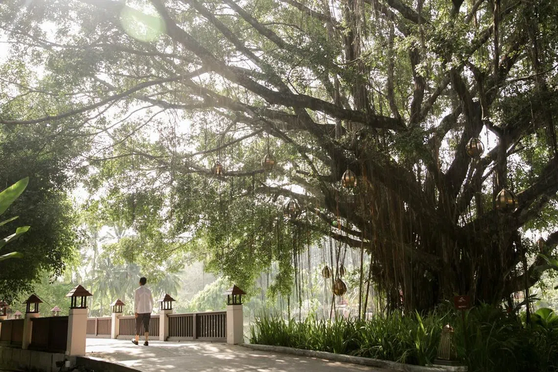 Banyan Tree manages hotels in China and other parts of the world.