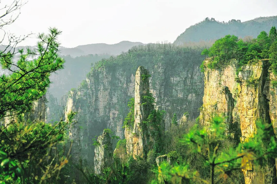 The stone spires in Zhangjiajie National Forest Park, a Unesco World Heritage site in Hunan, China.
