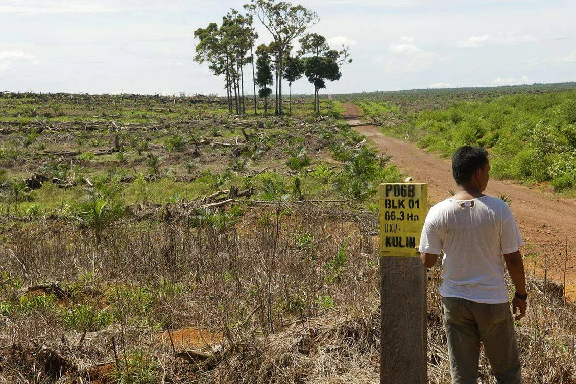 The global study - the most comprehensive of its kind to date - found that trade and finance-driven initiatives had made “limited” progress halting deforestation and in some cases worsened economic inequality.