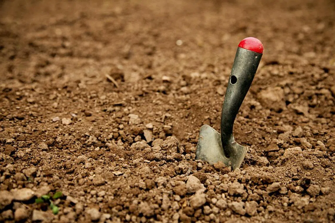 The region is named for the naturalist Alfred Russel Wallace, who studied the fauna and flora of the area.