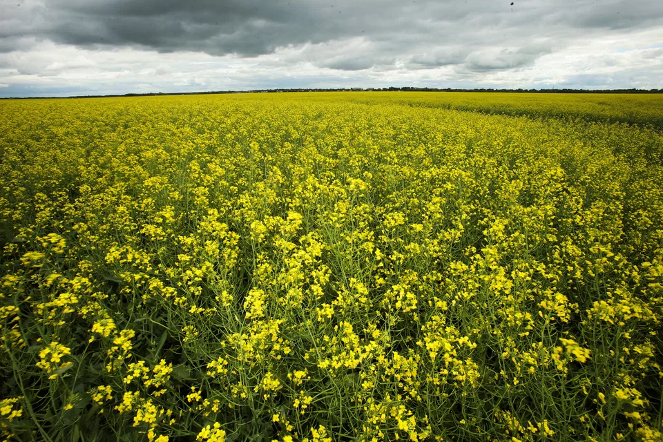 More than half of rapeseed exported by Canada makes its way to China. The world’s biggest oilseed importer purchased 5.5 million metric tons of canola in 2023, valued at US$3.72 billion. 