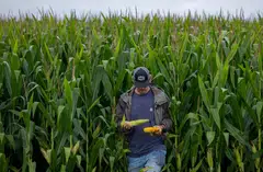 A corn field in Indiana in the US. Yield growth for the three main cereals – corn, rice and wheat – has nearly flatlined over the past five years.