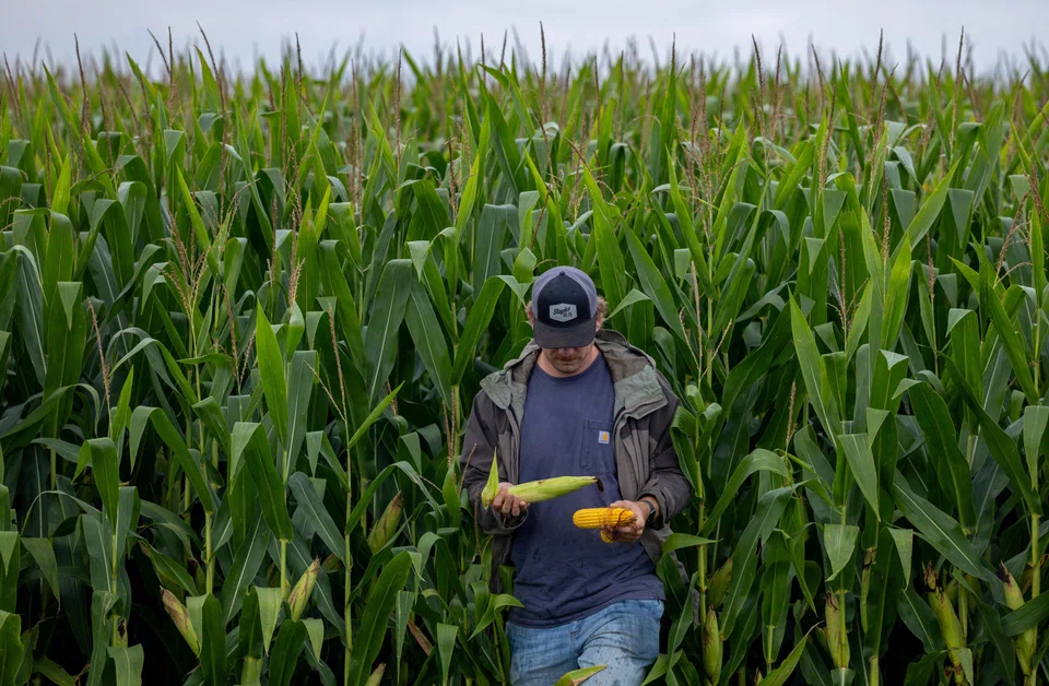 A corn field in Indiana in the US. Yield growth for the three main cereals – corn, rice and wheat – has nearly flatlined over the past five years.