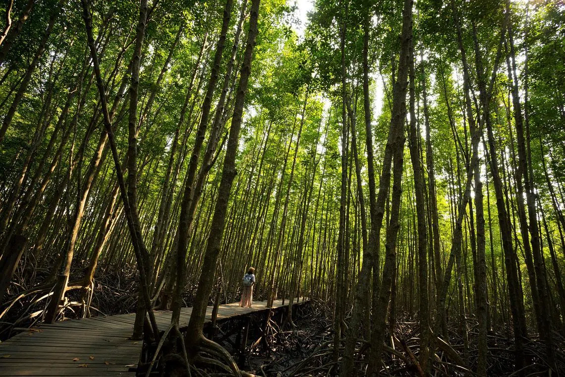 Nature-based solutions include protection and restoration of mangrove areas which help shield coastal communities from storm surges.