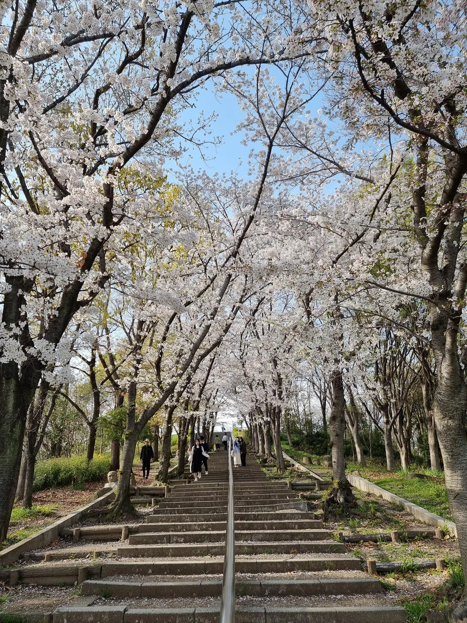 Tsurumi Ryokuchi Park is mesmerising during sakura season.