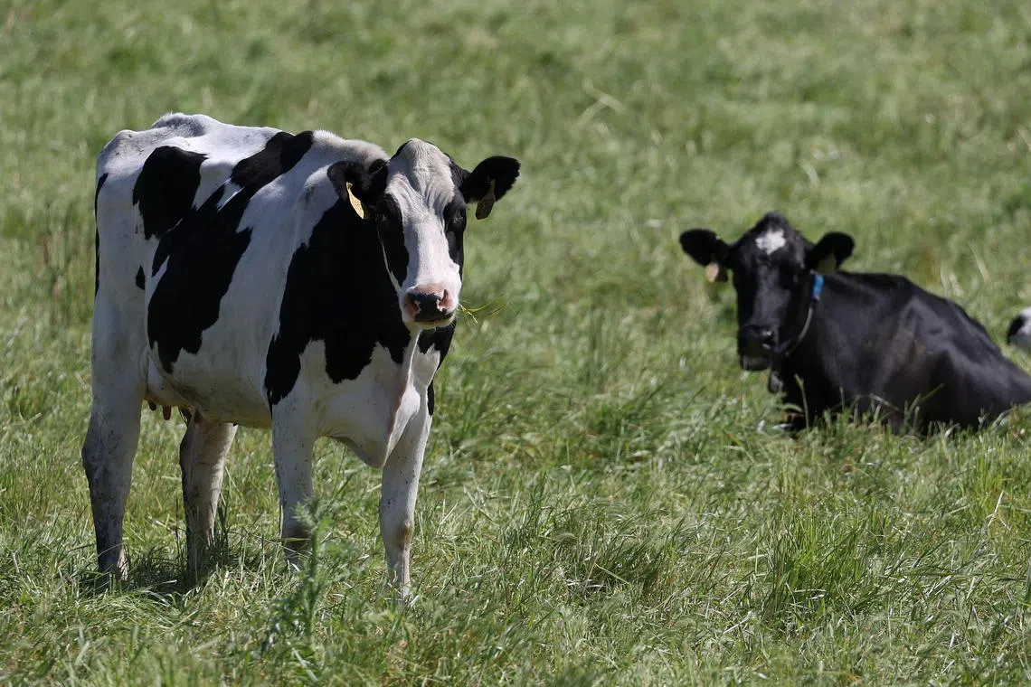 Immunising cows would curb the bird flu risk to farmworkers, and to other cows, and limit the opportunities for the virus to keep spreading and evolving, experts say. But officials have been hesitant to do so.