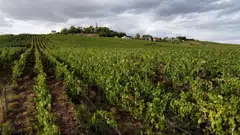 Bordeaux winemakers produced 3.3 million hectolitres of wine last year, after 3.8 million in 2023, a drop of 14 per cent.