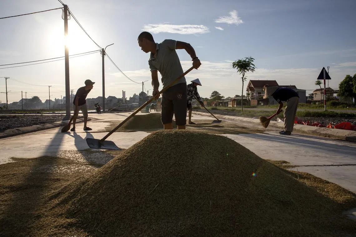 Farmer collects rice that has been dried for storage along the sidewalk in Kim Son, Ninh Binh province, Vietnam; June 2022. A perfect storm of factors is putting a huge strain on food systems. 