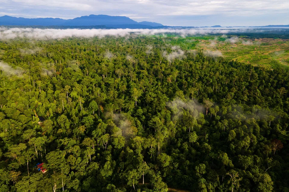 More than national assets, Indonesia's forests are a global climate stabiliser. They store nearly 80 billion tonnes of carbon and host one-tenth of the world's remaining tropical rainforest biodiversity.