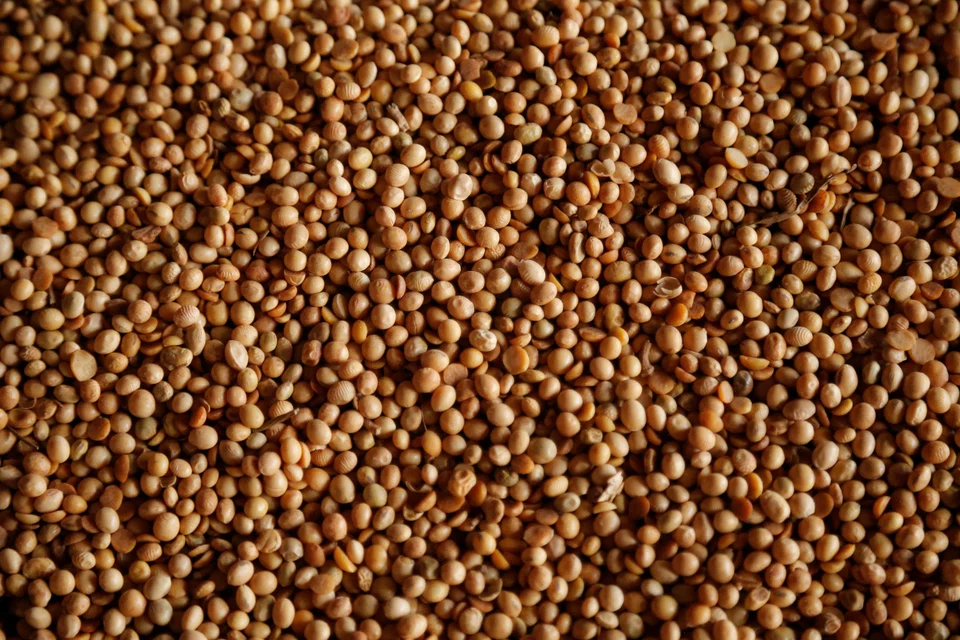 China is set to receive a mammoth amount of the oilseed from South America in the second quarter, easing a supply shortage and helping to further cool animal feed prices. 