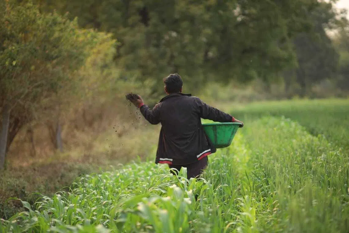 Farmers using biochar for their farms. The project sources cotton stalks from smallholder farms in Maharashtra, India, for use as the feedstock for biochar production.