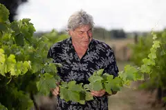Former New Zealand All Black rugby player John Ashworth inspecting his grape vines at his home at Junction Wines vineyard in Takapau. 