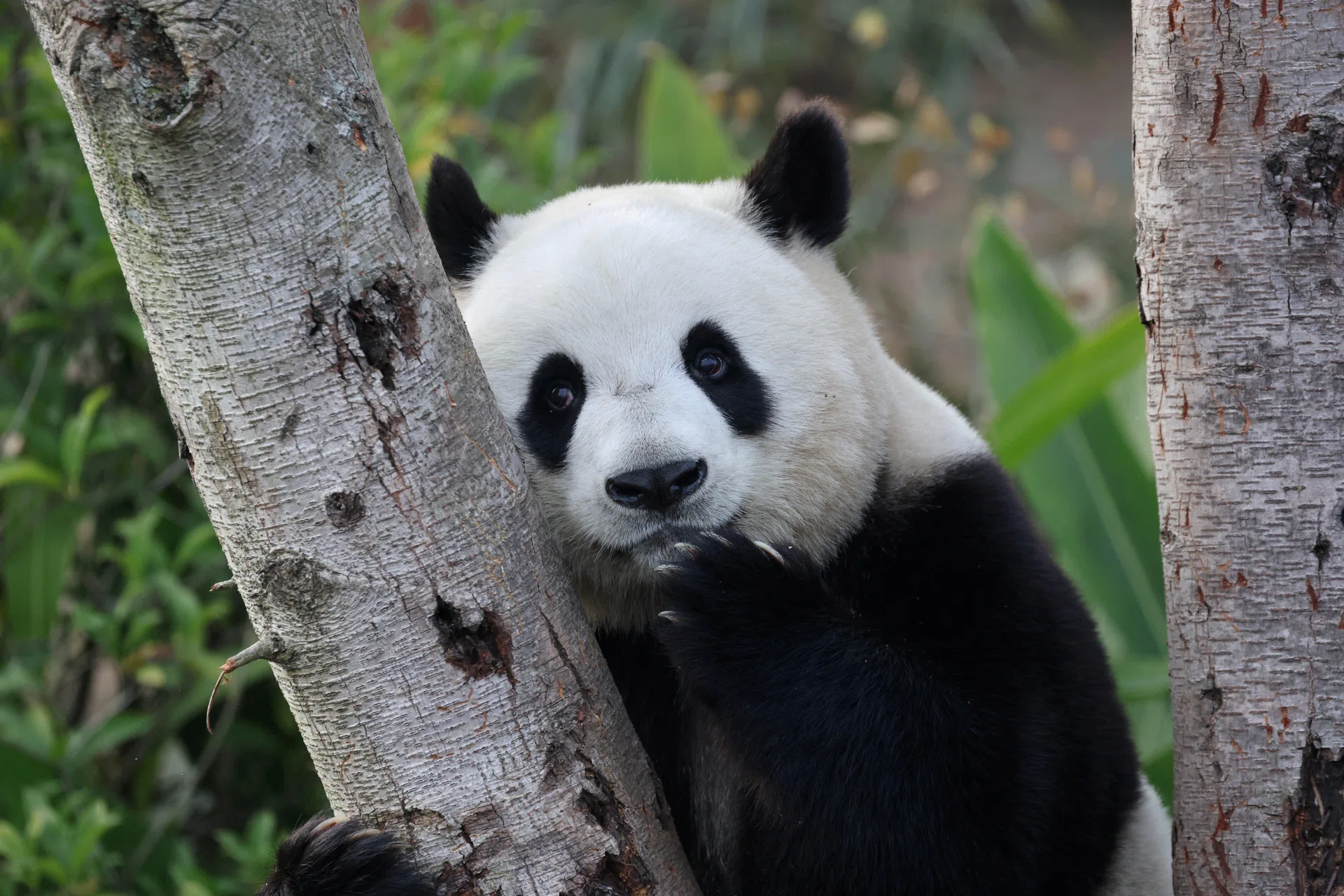 Japan's only two pandas to be sent back to China: reports - The ...